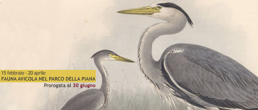 Fauna avicola nel Parco della Piana
Mostra di libri e foto Fauna avicola nel Parco della Piana
Mostra di libri e foto